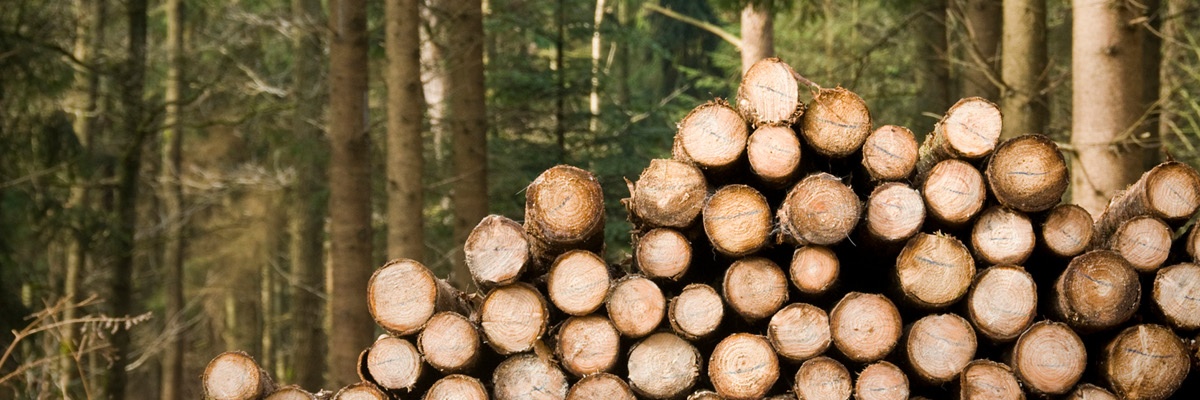 Debla naložena v gozdu