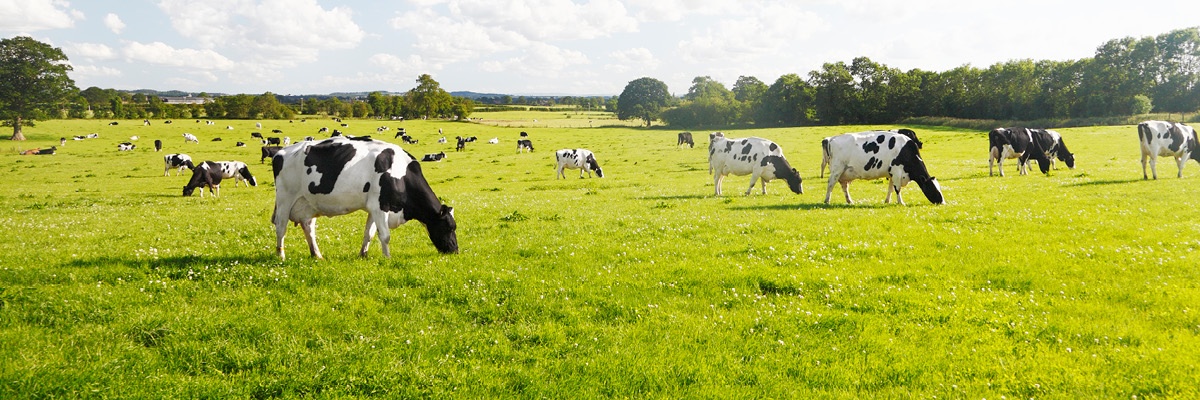 Krave se pasejo na prostranem zelenem travniku