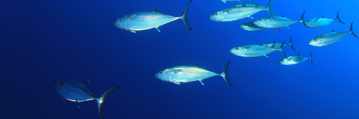 Ribe plavajo v globinah morja