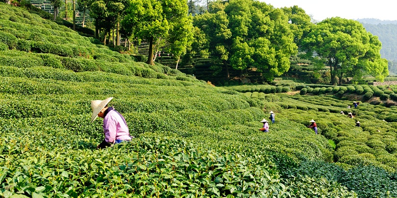 Ljudje pobirajo čaj na zelenih čajevih plantažah v Aziji