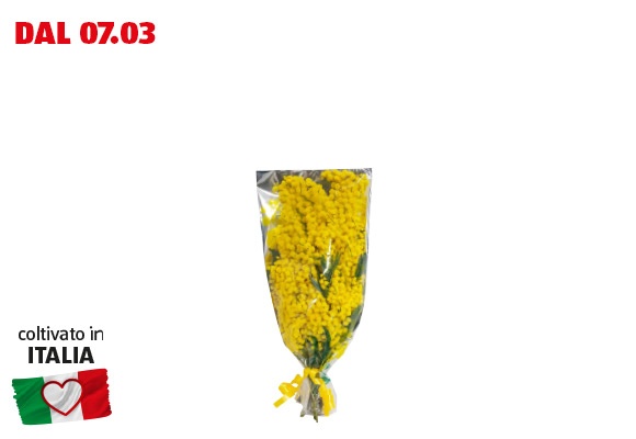 Mazzo di mimosa