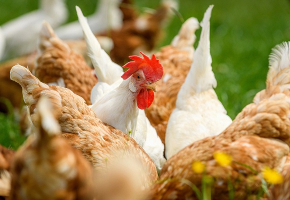 ALDI SUISSE sostiene la soluzione industriale volta a eliminare gradualmente l'uccisione dei pulcini