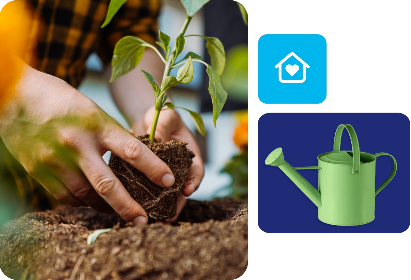 Hände pflanzen junge Gemüsepflanze in lockere Erde, im Hintergrund blühen gelbe und orange Blumen.