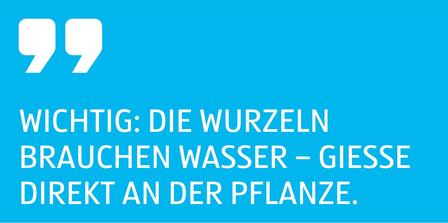 Zitat Die Wurzeln brauchen Wasser, gieße direkt an der Pflanze.