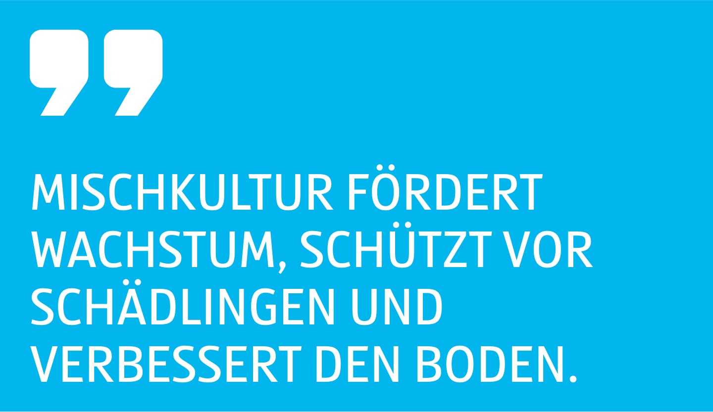 Zitat Mischkultur fördert Wachstum, schützt vor Schädlingen und verbessert den Boden.