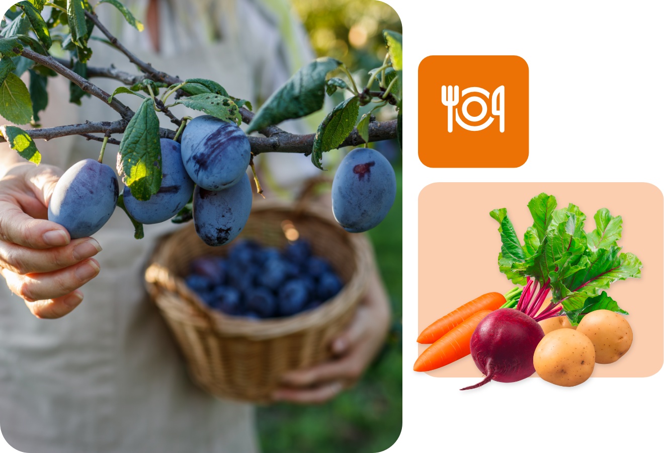 Person draußen bei der Pflaumenernte im Abendlicht.