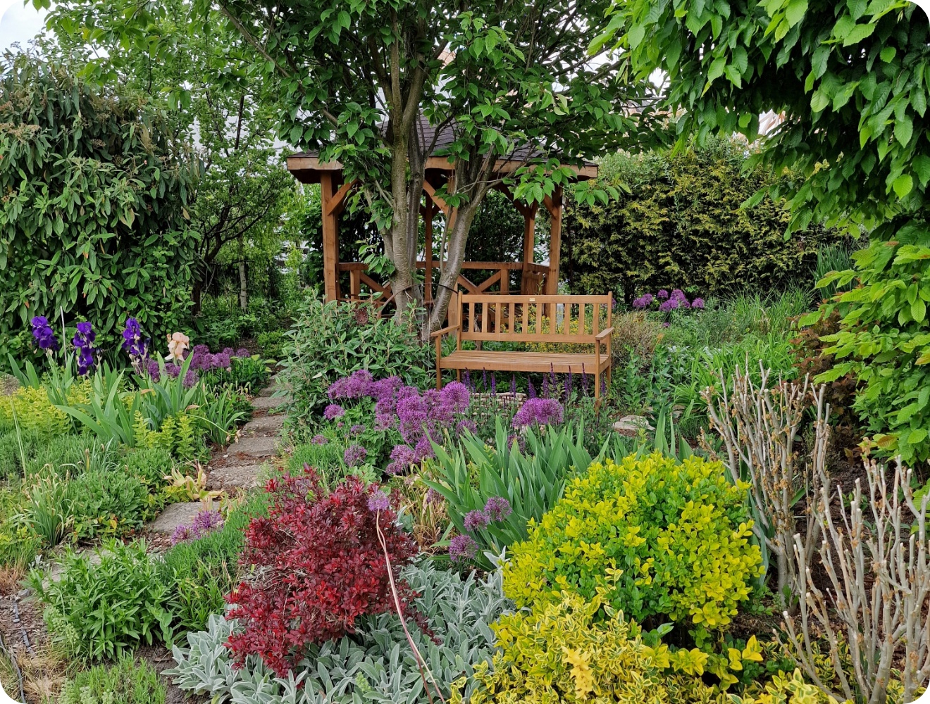Holzbank unter Baum im blühenden Garten mit violetten Allium, grünen Sträuchern und Gartenlaube.