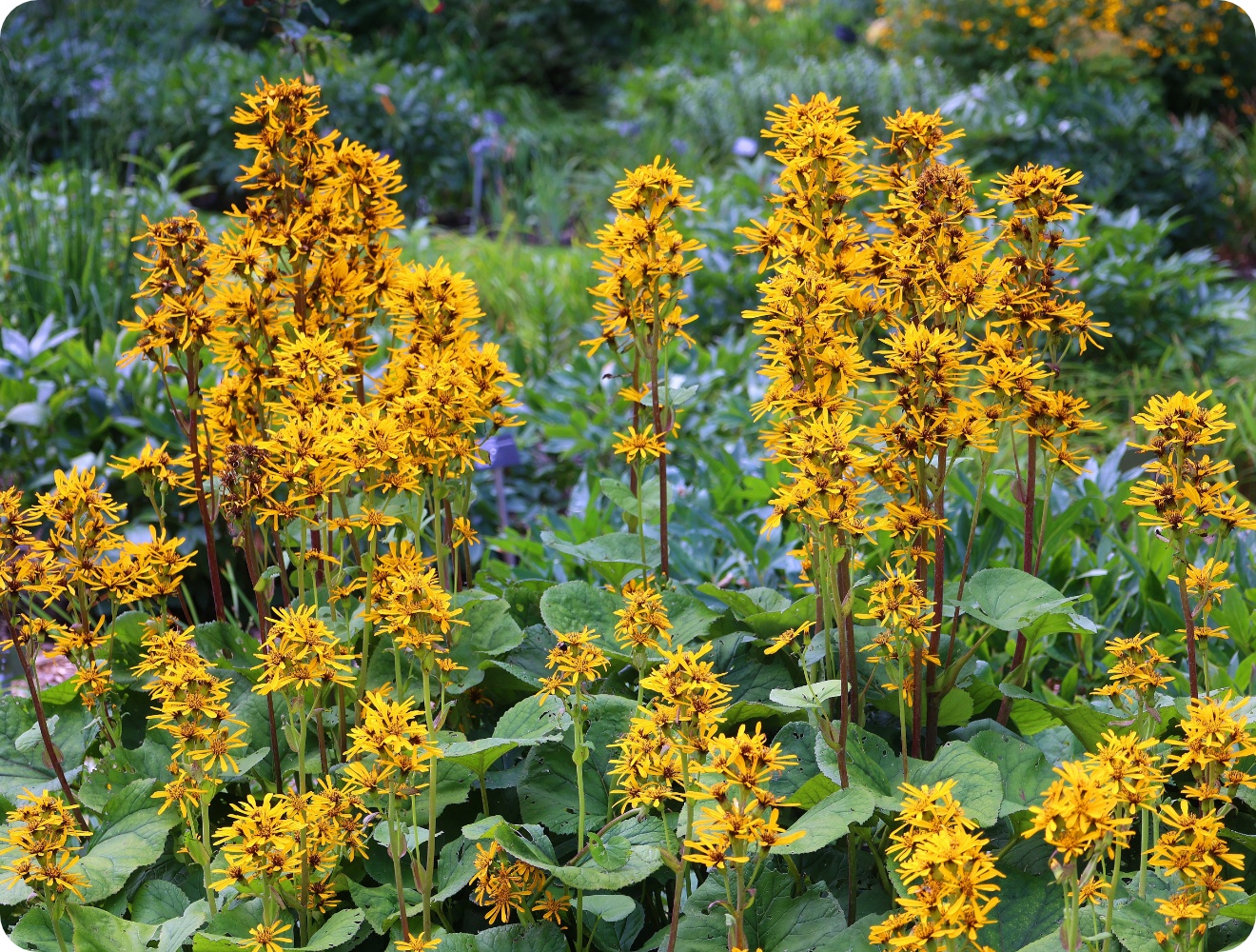 Dichte Stauden mit gelben Blütenständen ragen aus grünem Blattwerk im sommerlichen Garten hervor.