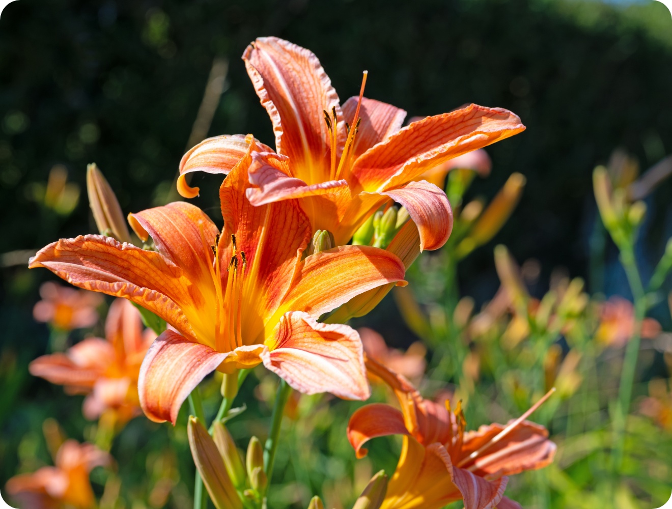 Nahaufnahme von leuchtend orangefarbenen Taglilien im Garten, umgeben von Knospen und Blättern.