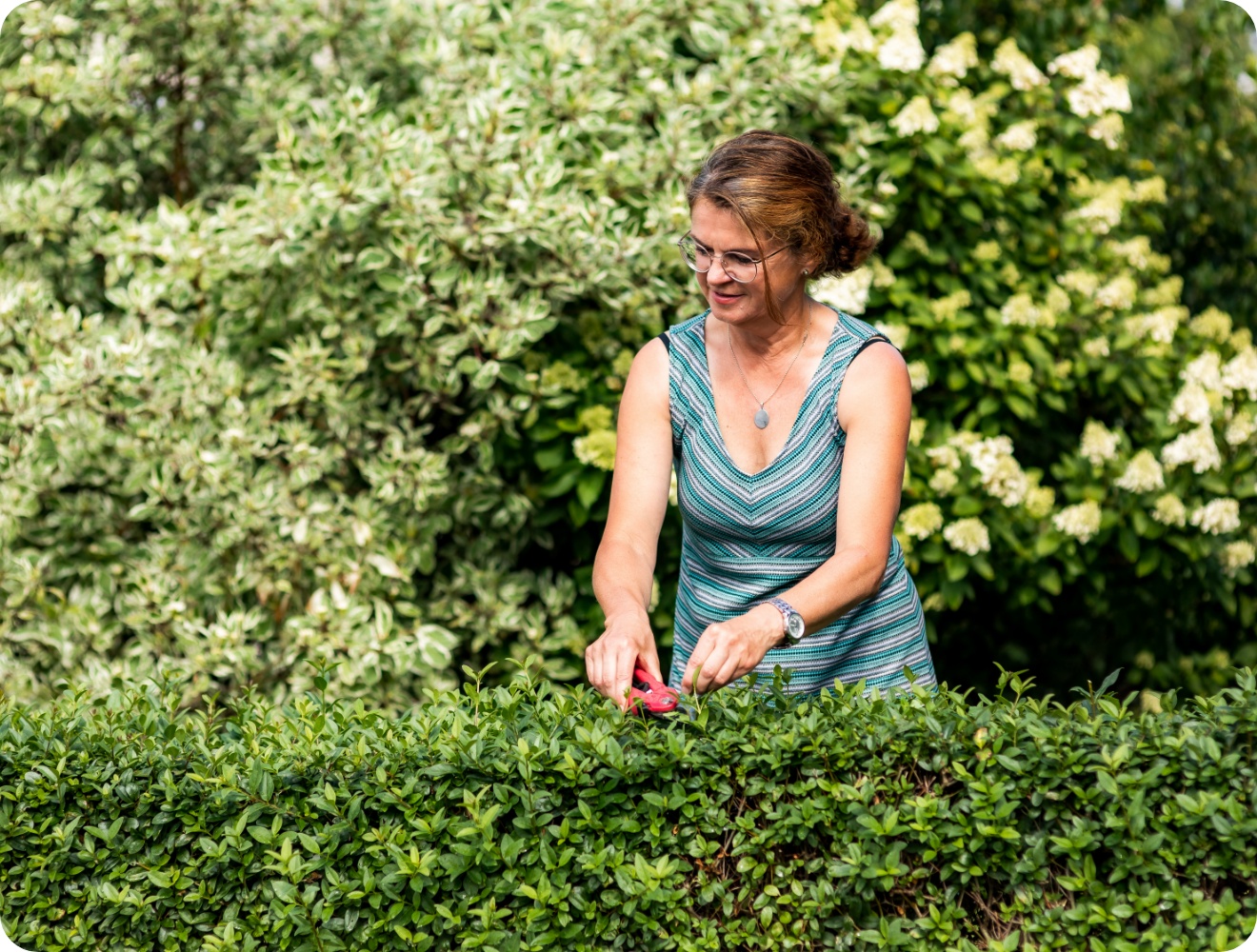 Frau mit Gartenschere schneidet grüne Hecke im sommerlichen Garten vor blühenden Sträuchern.