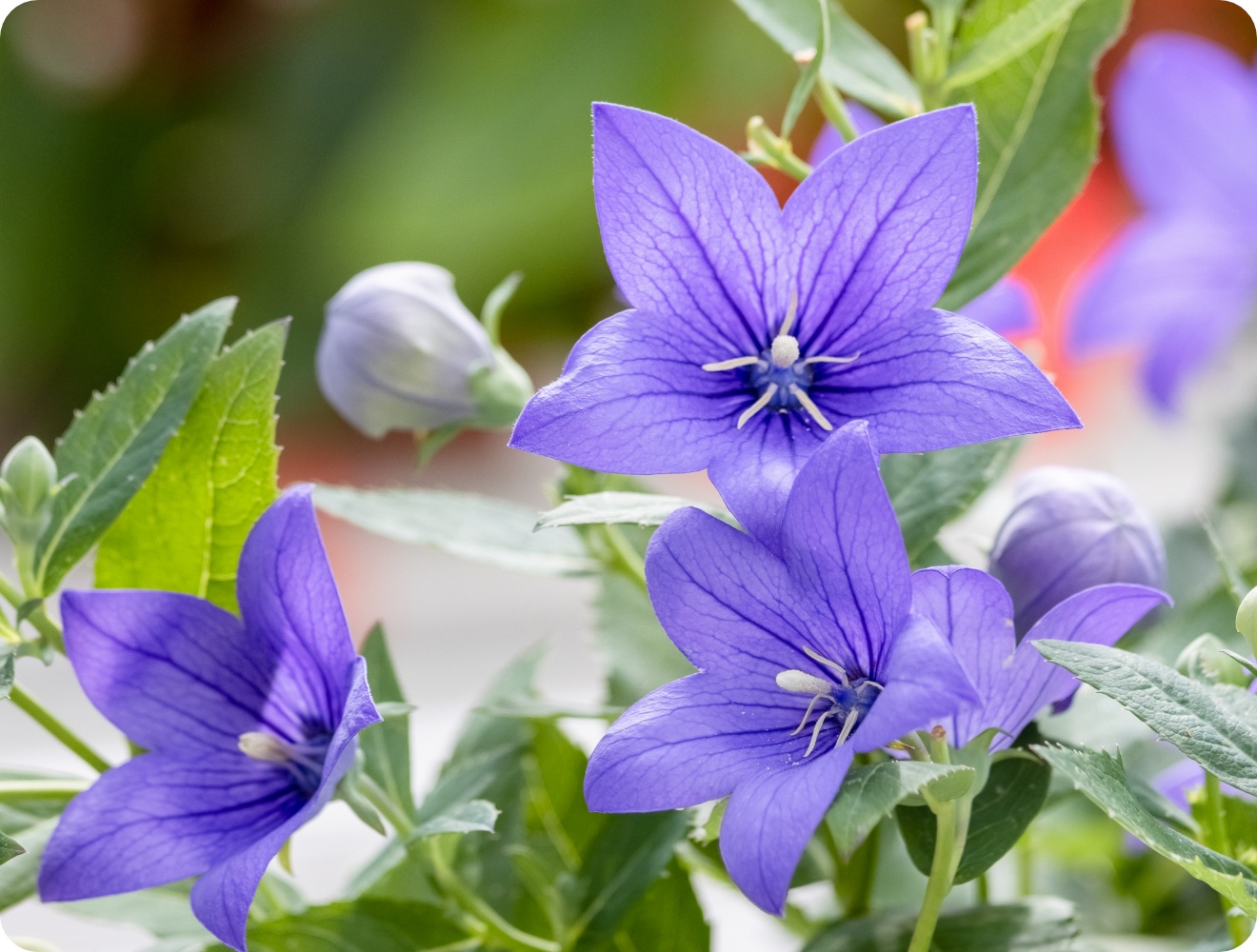 Nahaufnahme von lila Ballonblumen mit sternförmigen Blüten und grünen Blättern im Garten.