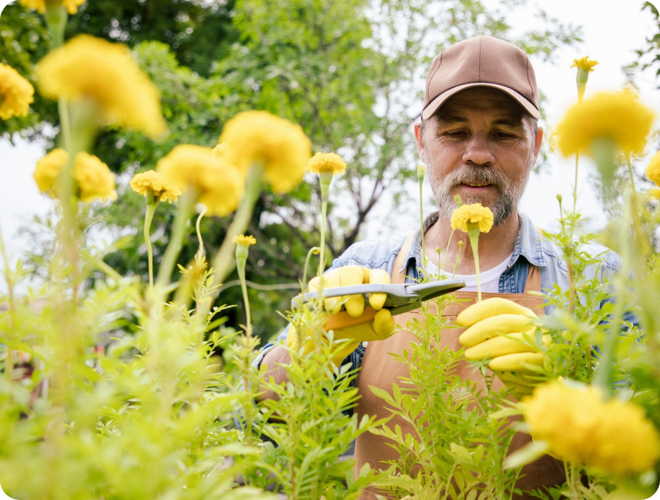Mann mit Schirmmütze und Handschuhen pflegt gelbe Blumen im blühenden Sommergarten.