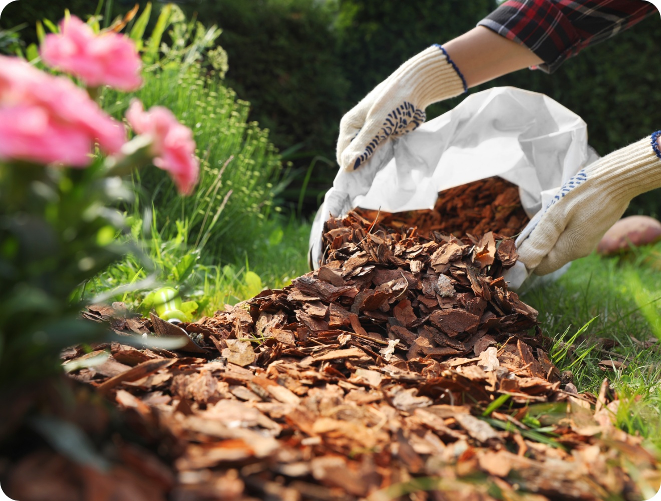 Rindenmulch wird im Garten auf Beeterde ausgestreut, umgeben von grüner Vegetation und Blüten.