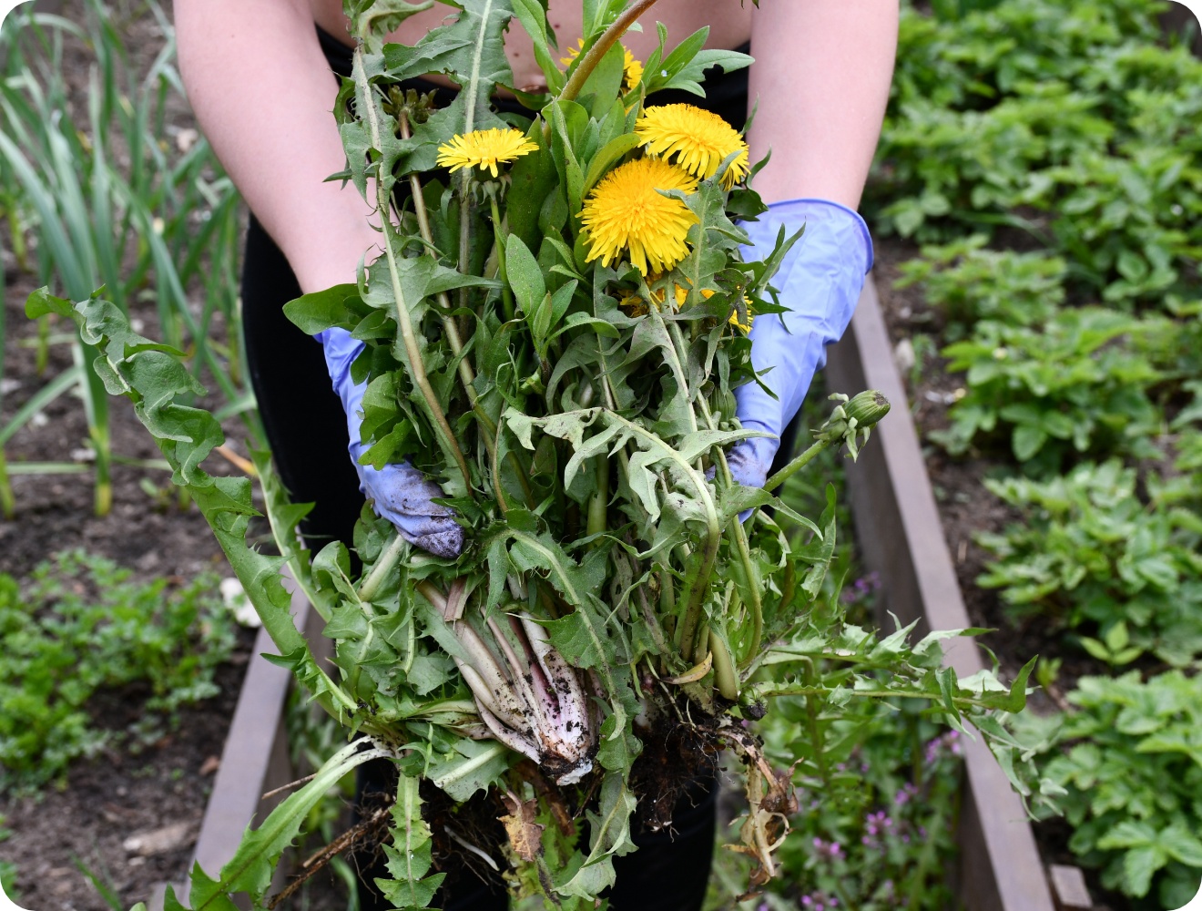 Person mit blauen Handschuhen entfernt Löwenzahn mit Wurzel aus Gemüsebeet im Garten.