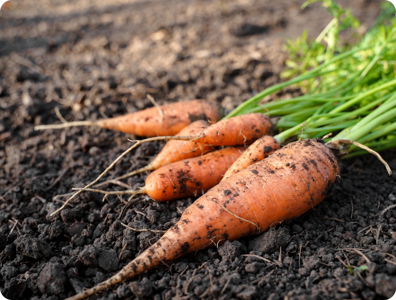Frisch geerntete Möhren mit Erde an den Wurzeln liegen auf dunklem Gartenboden.