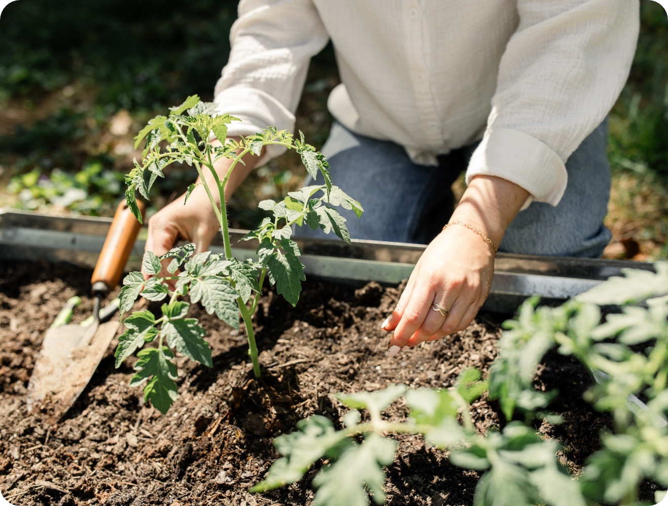 Frau pflanzt Tomatensetzling in Hochbeet mit lockerer Erde bei sonnigem Wetter.