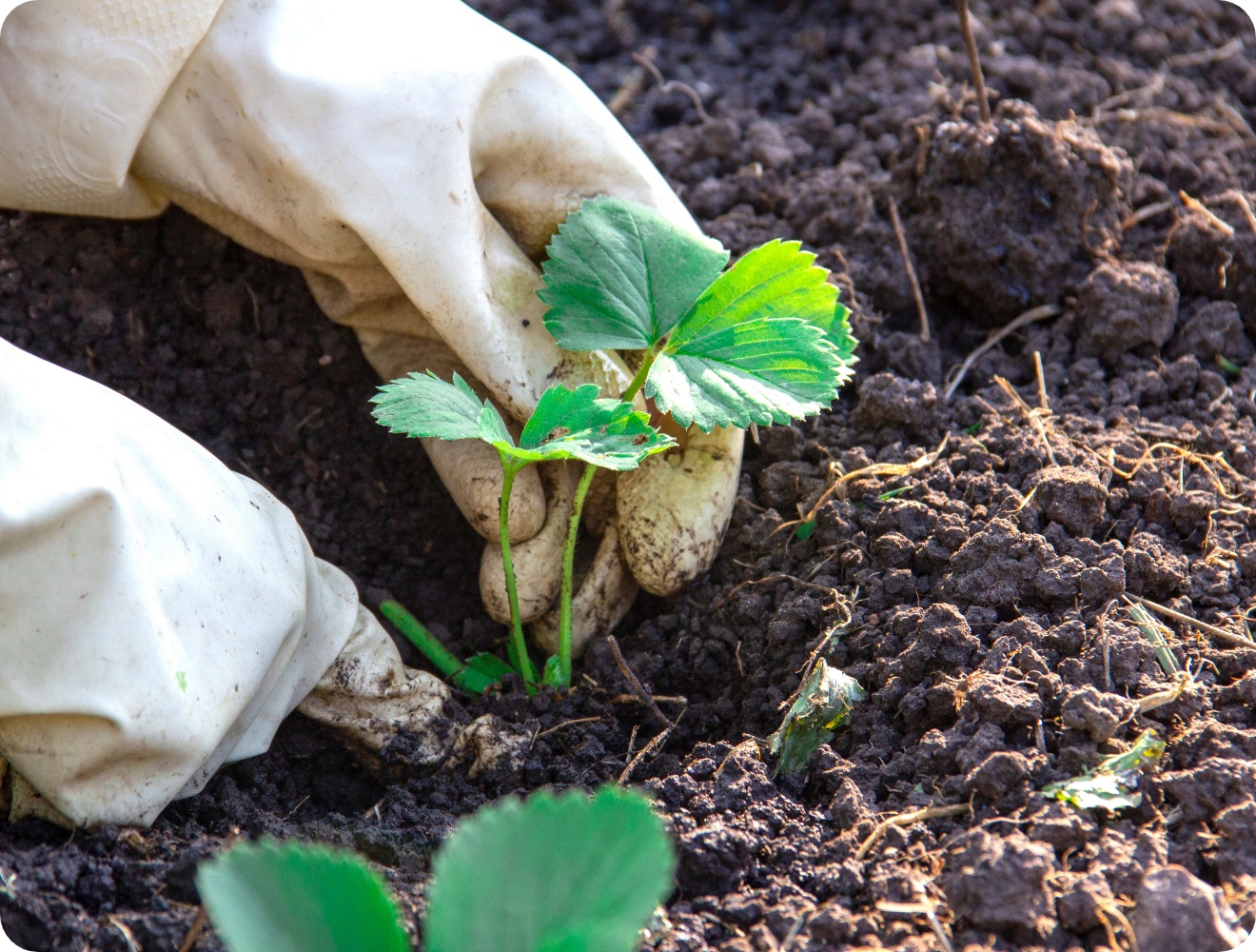 Erdbeerpflänzchen wird vorsichtig in vorbereiteten Gartenboden eingesetzt, umgeben von Erde.