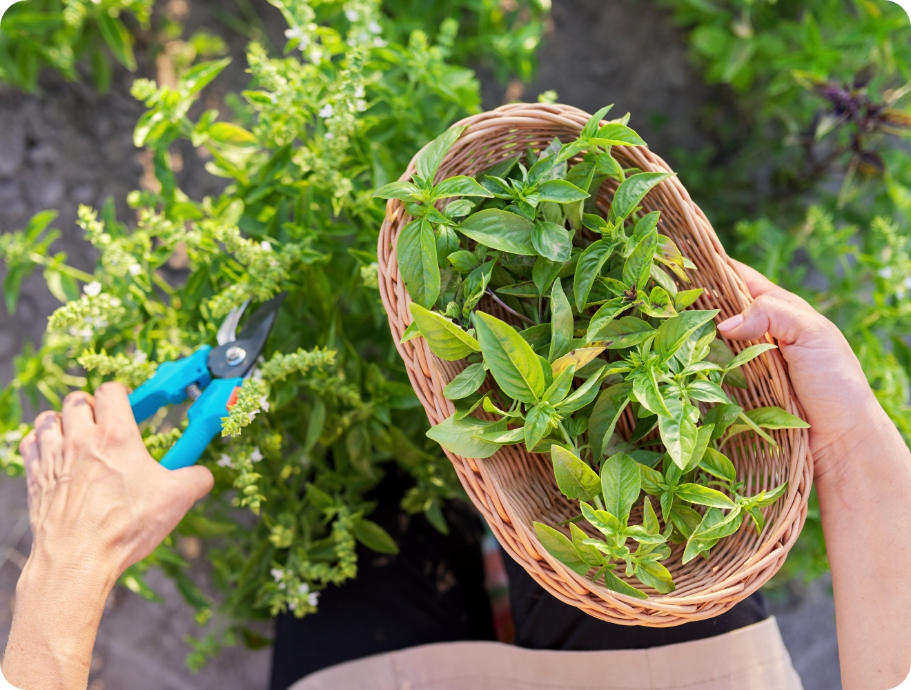 Frisch geernteter Basilikum in Korb, während Person mit Schere Kräuter im Garten schneidet.