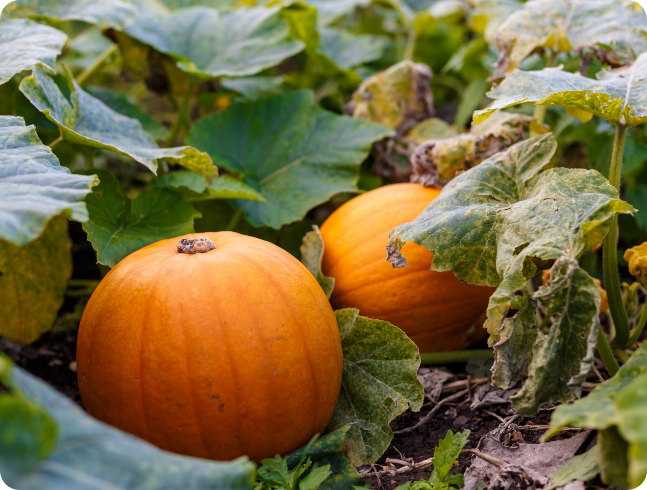 Reife orangefarbene Kürbisse liegen zwischen großblätrigem Laub auf dem Gartenboden.
