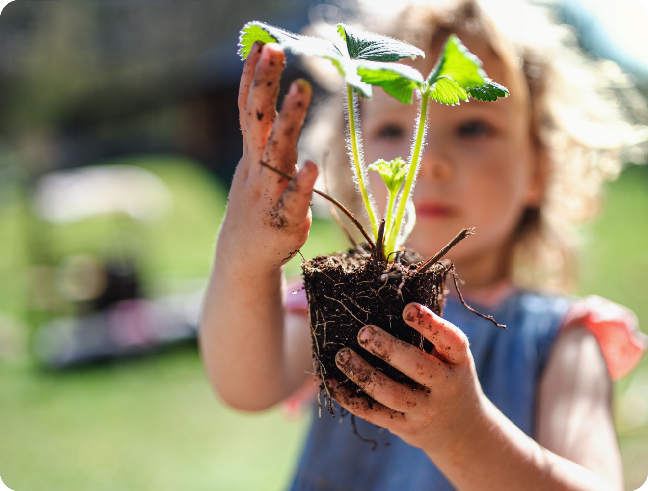 Kind hält junge Erdbeerpflanze mit Wurzelballen in schmutzigen Händen im Gartenlicht.