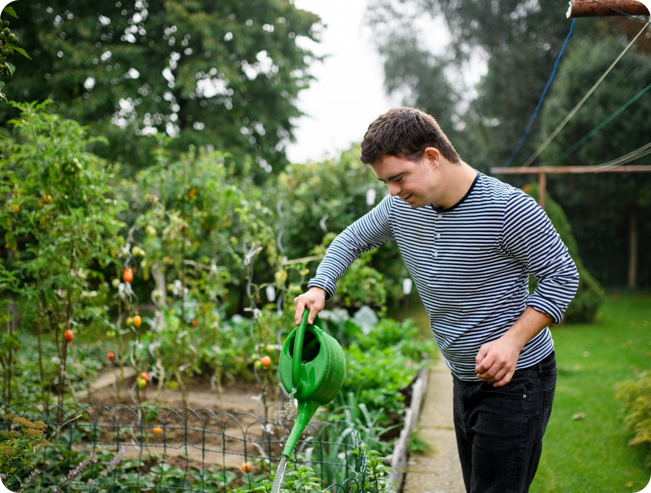 Junger Mann mit Gießkanne bewässert Gemüsegarten mit Tomatenpflanzen und üppigem Grün bei Tageslicht.