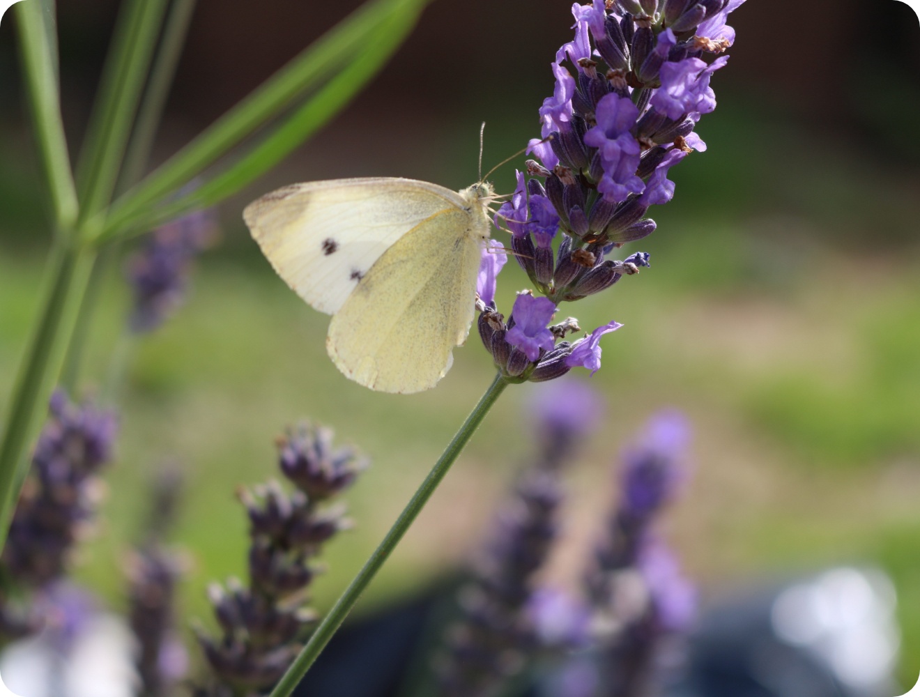Weißer Schmetterling sitzt auf violettem Lavendelblütenstand, unscharfer grüner Gartenhintergrund.