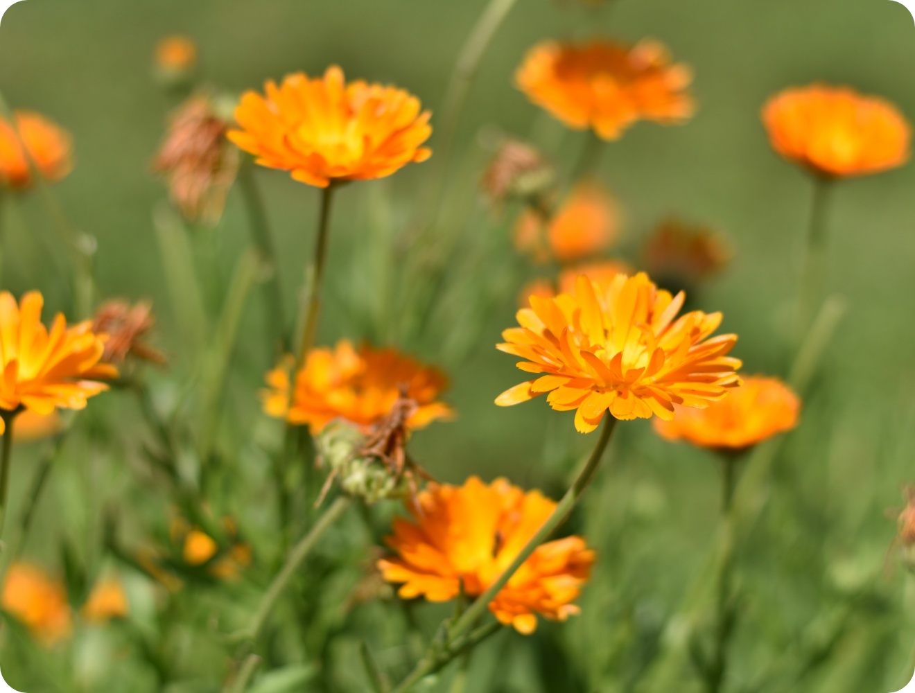 Blühende orangefarbene Ringelblumen auf Wiese, unscharfer Hintergrund mit sattem Grün.
