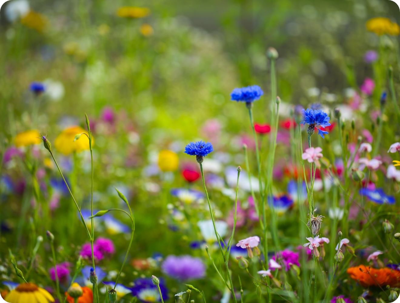 Bunte Blumenwiese mit blauen Kornblumen, pinken, gelben und weißen Blüten in sommerlicher Naturkulisse.