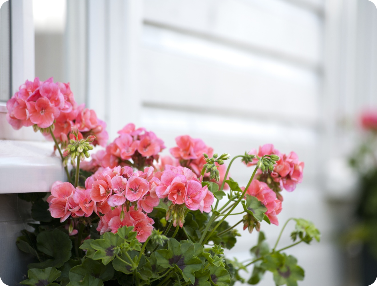 Üppige rosa Geranien blühen in einem Blumenkasten am weißen Fensterrahmen eines Hauses.