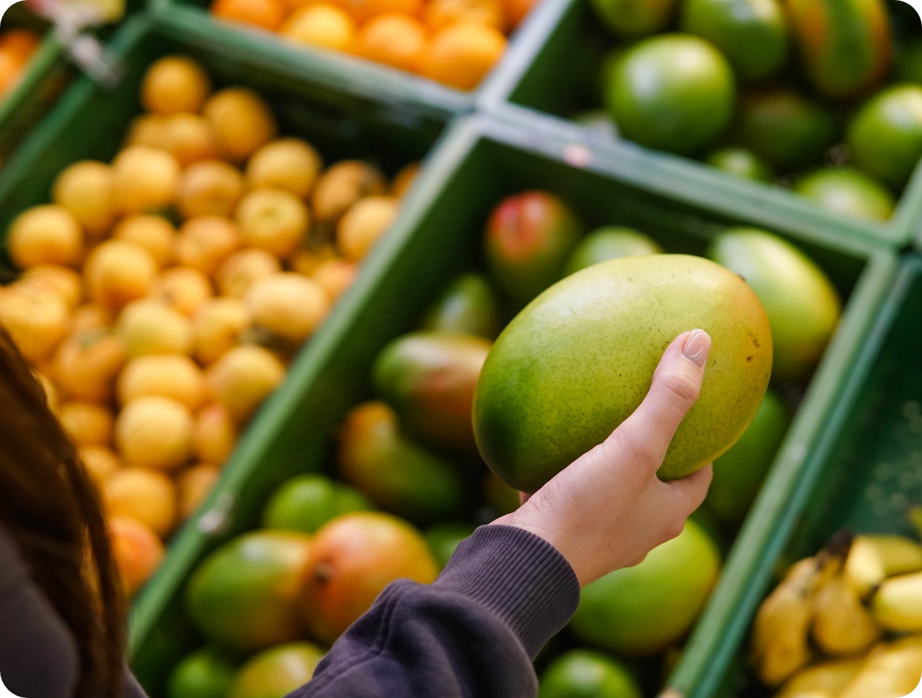 Person hält eine reife Mango in der Hand und prüft sie beim Einkaufen in der Obstabteilung des Supermarkts.