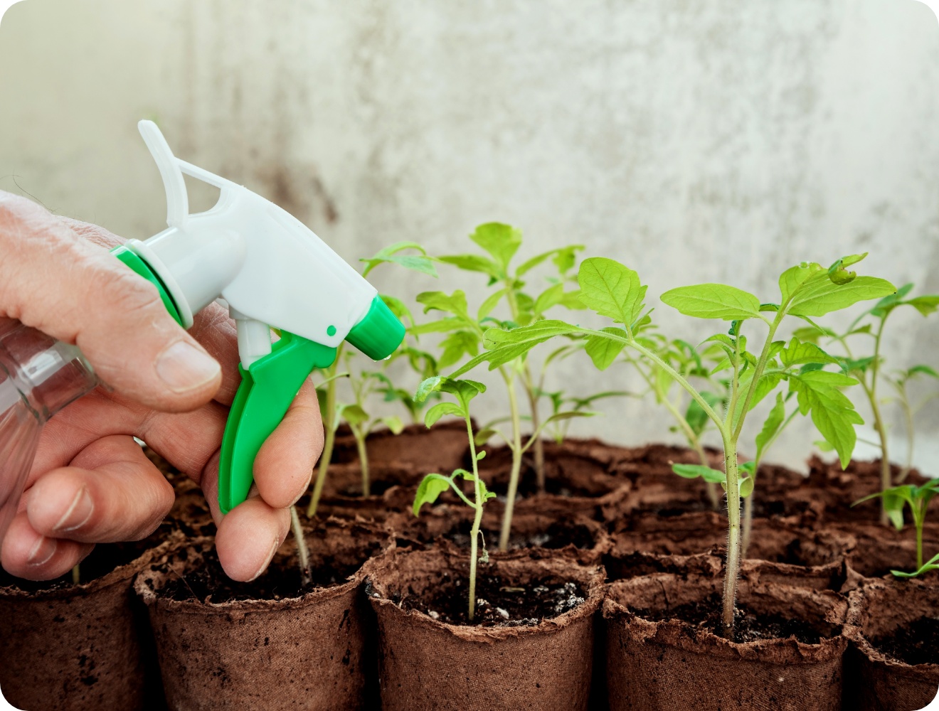 Person besprüht junge Tomatensetzlinge in biologisch abbaubaren Töpfen mit Wasser.