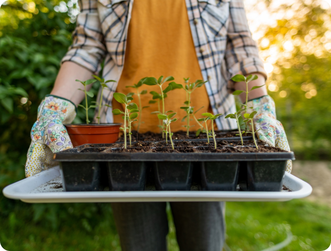 Person mit Gartenhandschuhen trägt ein Tablett mit jungen Pflanzensetzlingen ins Freie.