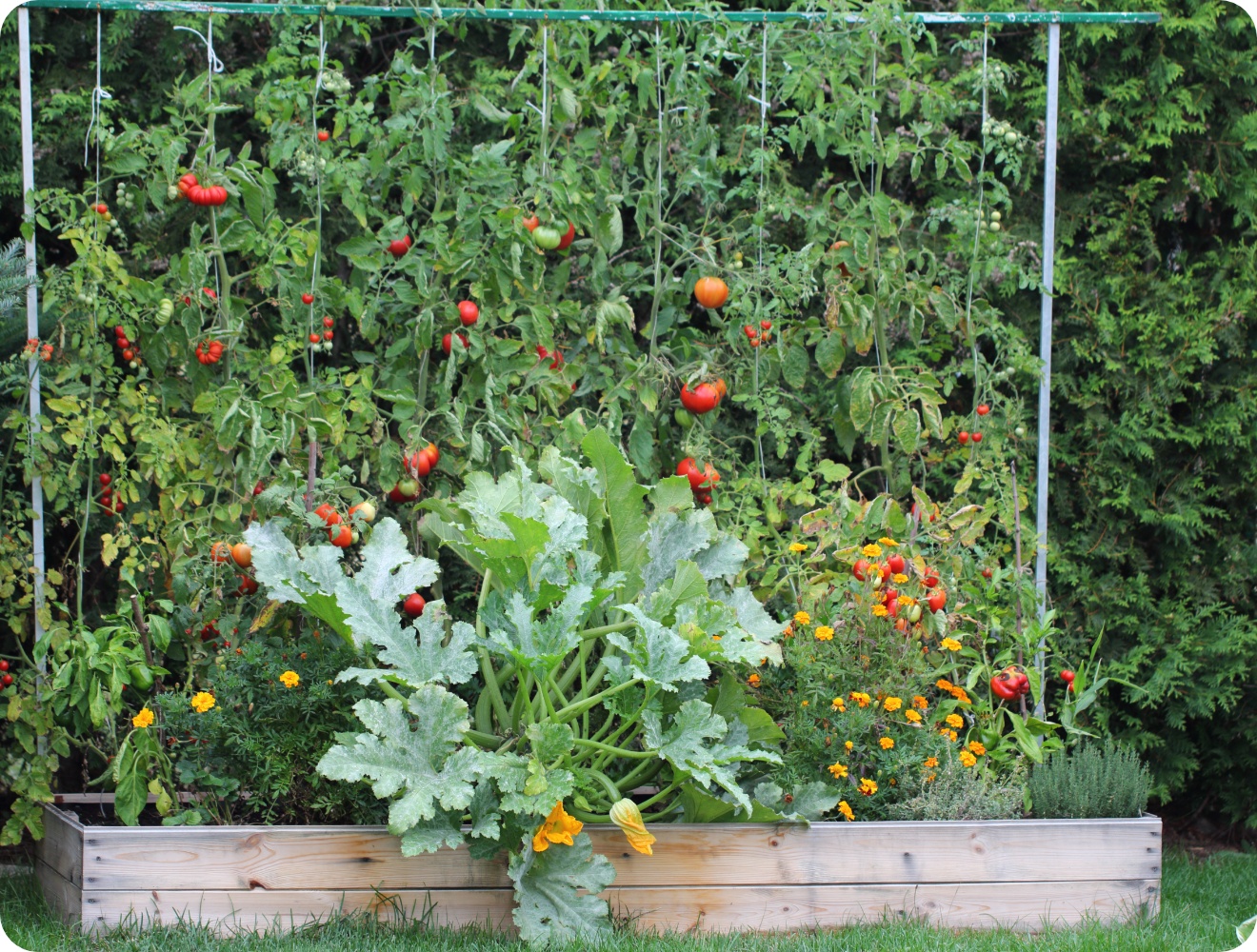 Üppiges Hochbeet mit Tomaten, Zucchini und Blühpflanzen im Garten.