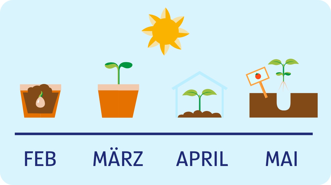 Diagramm zum Tomatenanbau mit Wachstumsphasen von Februar bis Mai. Aussaat, Keimung, Anzucht im Gewächshaus, Auspflanzen.