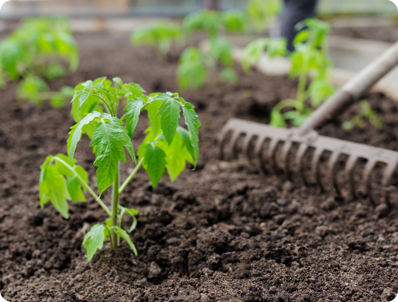 Frisch gepflanzte Tomatensetzlinge in lockerer Erde, eine Harke liegt daneben.