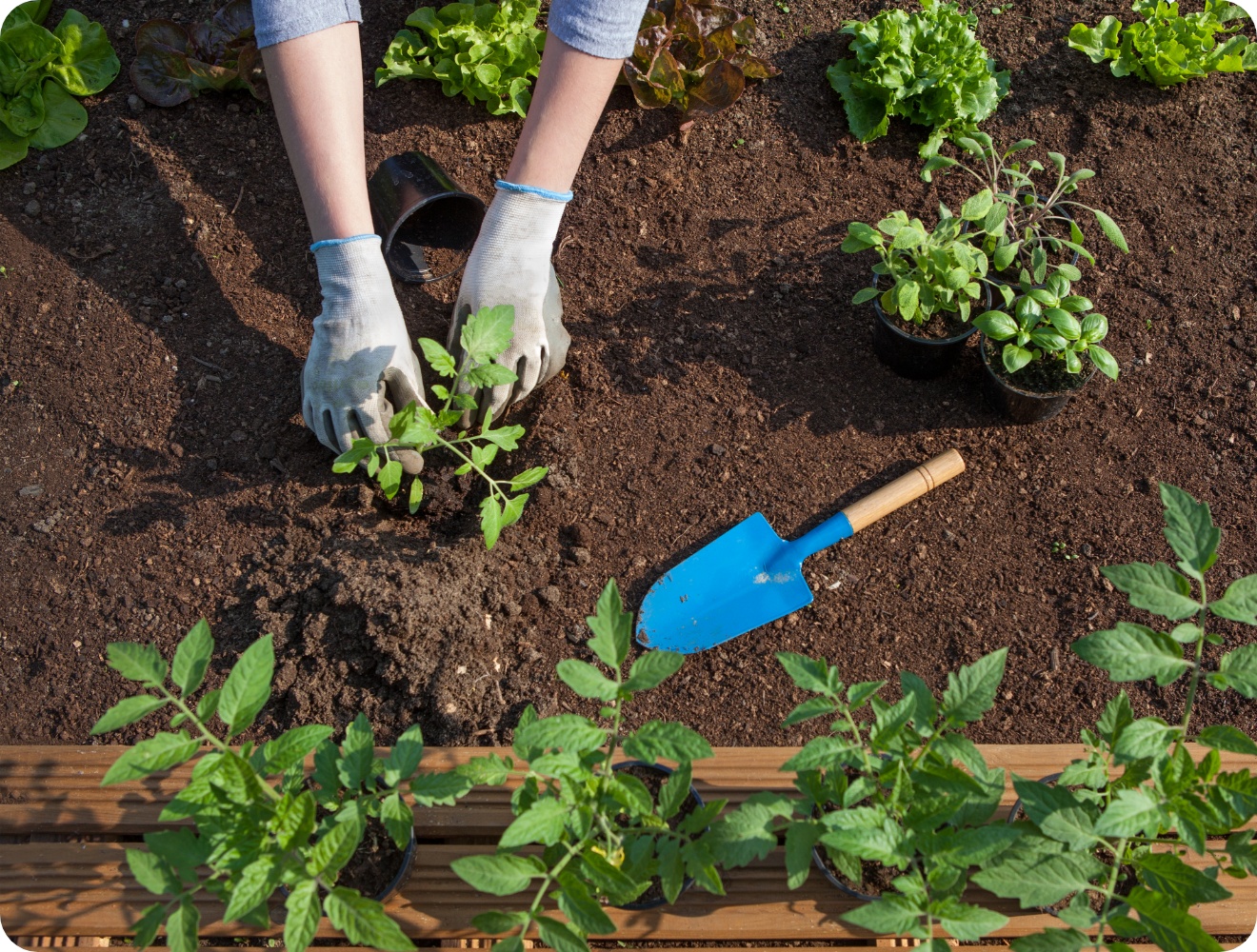 Person mit Handschuhen pflanzt einen Tomatensetzling ins Beet.