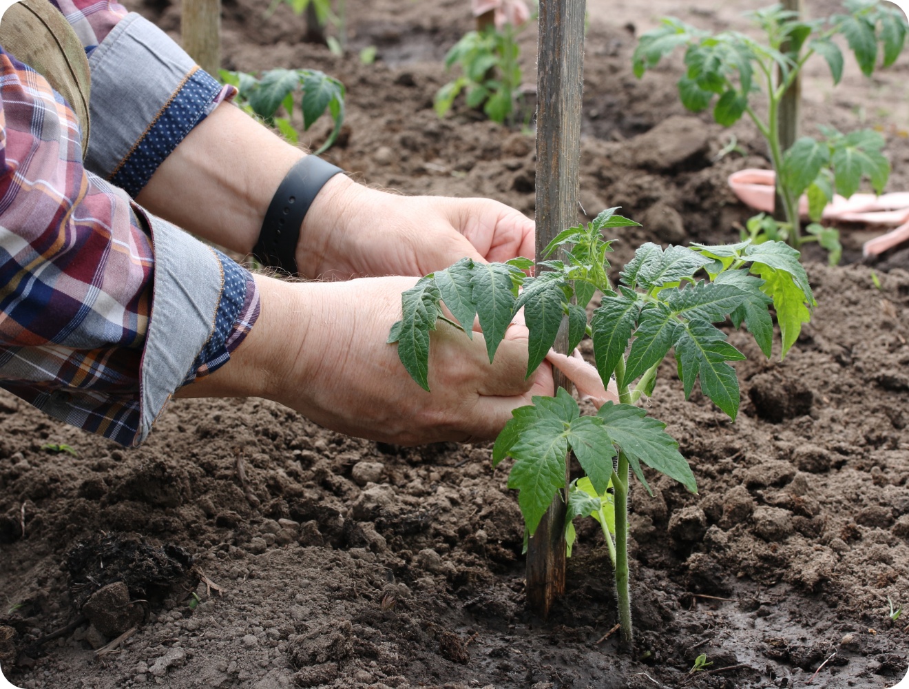 Person bindet ein junges Tomatenpflänzchen an einen Holzstab zur Stabilisierung.