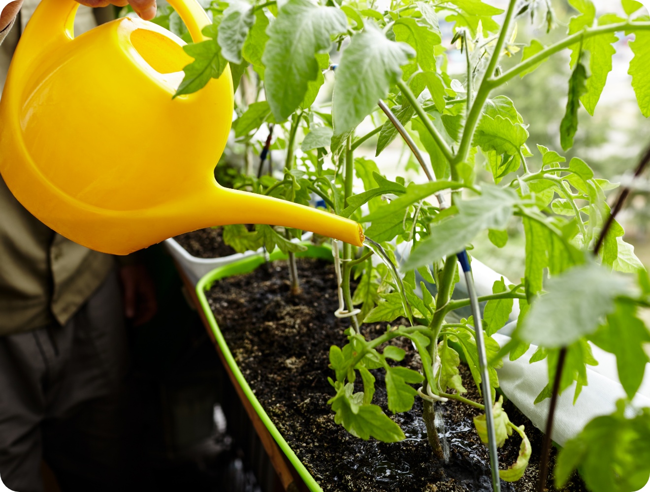 Person gießt Tomatenpflanzen mit einer gelben Gießkanne in einem Balkonkasten.