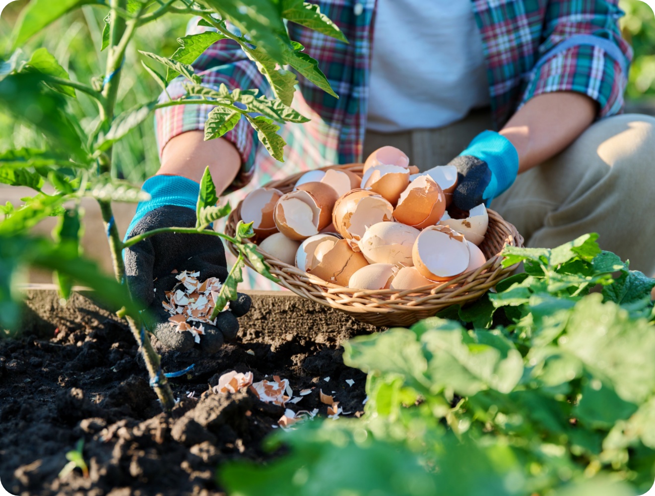Person düngt Tomatenpflanzen in einem Beet mit zerbrochenen Eierschalen.