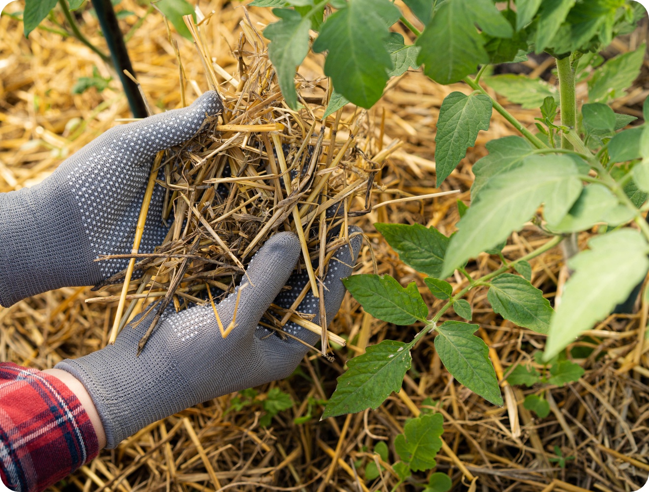 Person mulcht eine Tomatenpflanze mit Stroh, um Feuchtigkeit zu speichern und Unkraut zu reduzieren.