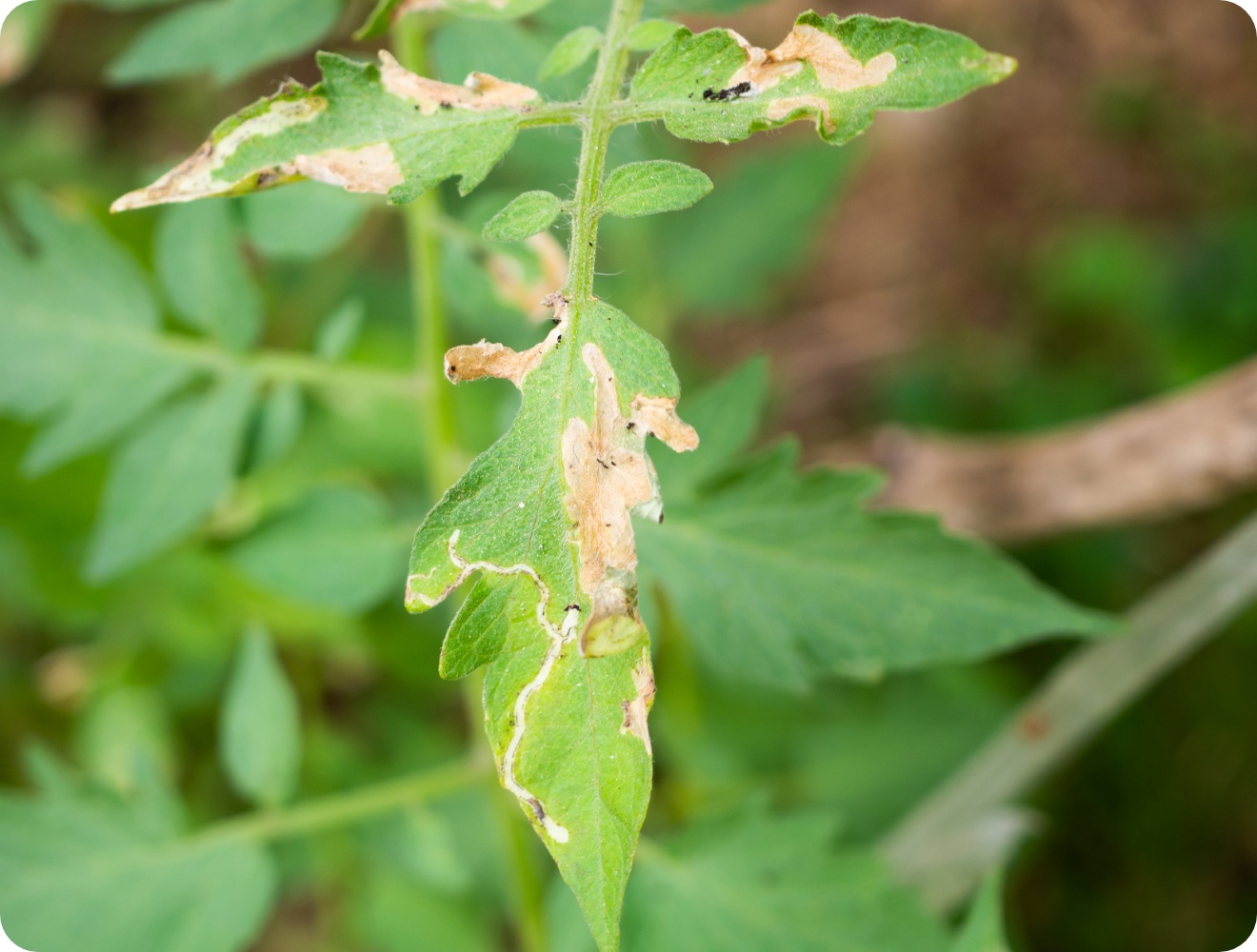 Tomatenblatt mit Fraßspuren und Miniergängen, verursacht durch Schädlinge.