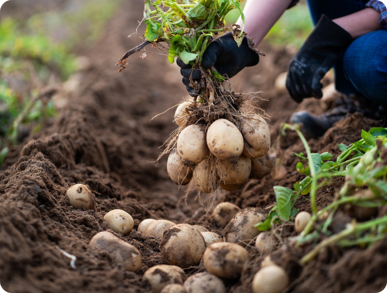 Person erntet frische Kartoffeln von einem Feld.
