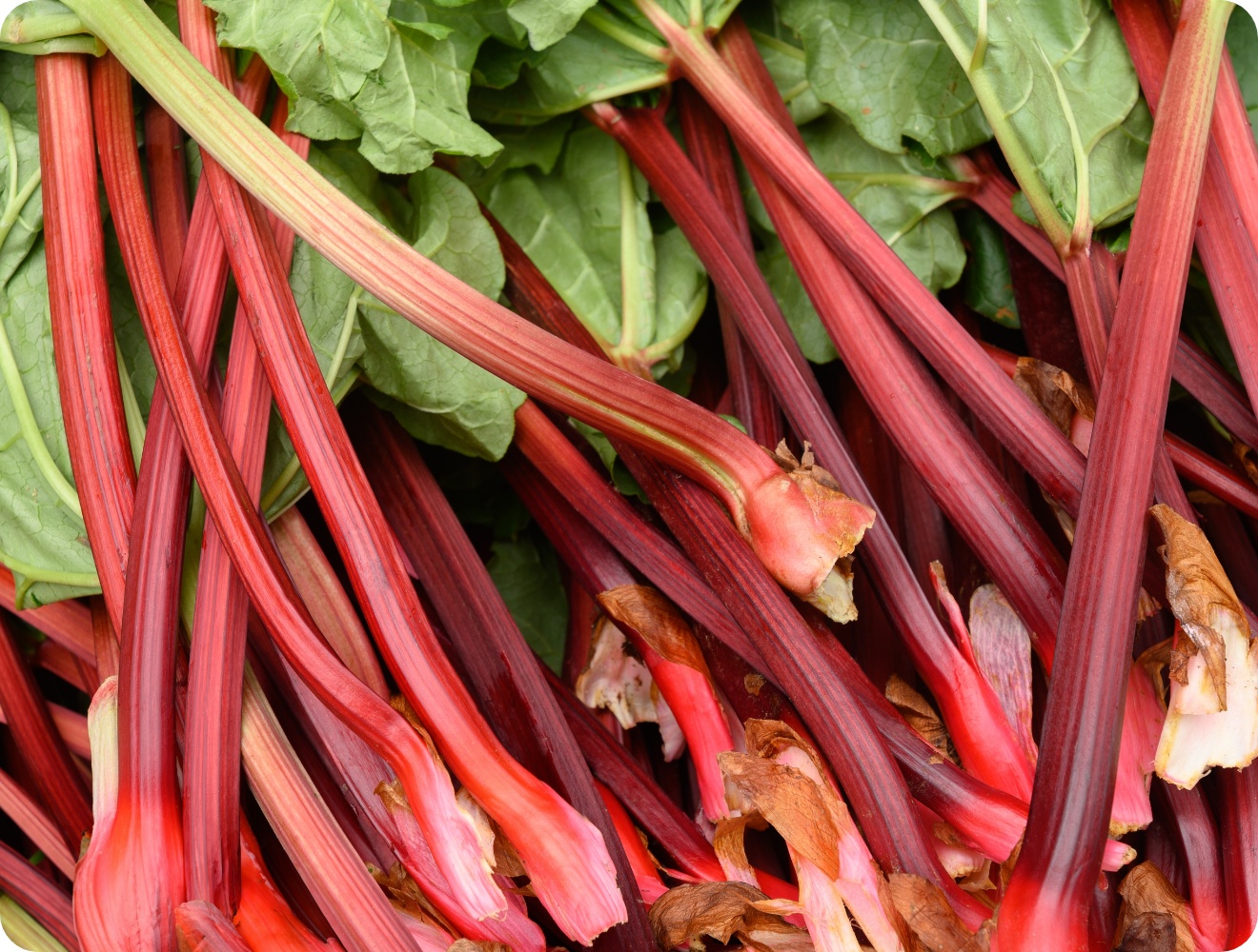 Knackige rote Rhabarberstangen.