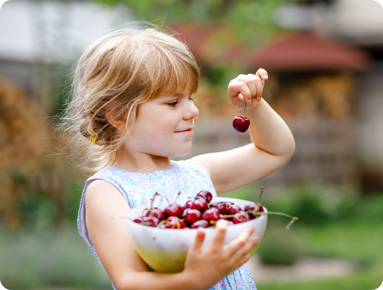 Kleines Mädchen hält eine große Schüssel mit frisch gepflückten Kirschen und eine einzelne Kirsche in der Hand, die sie betrachtet.