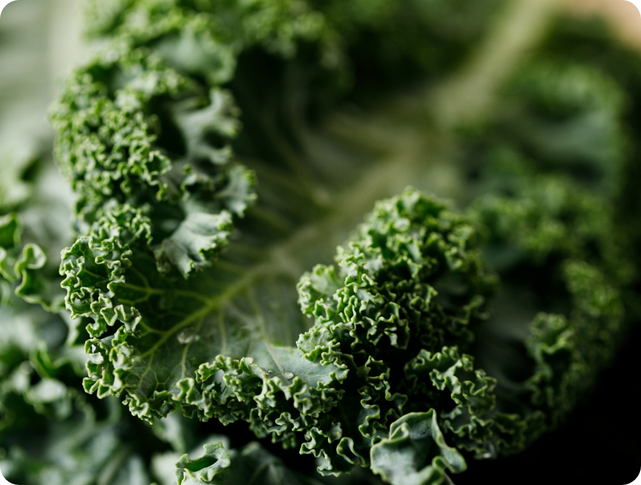 Frischer Grünkohl.