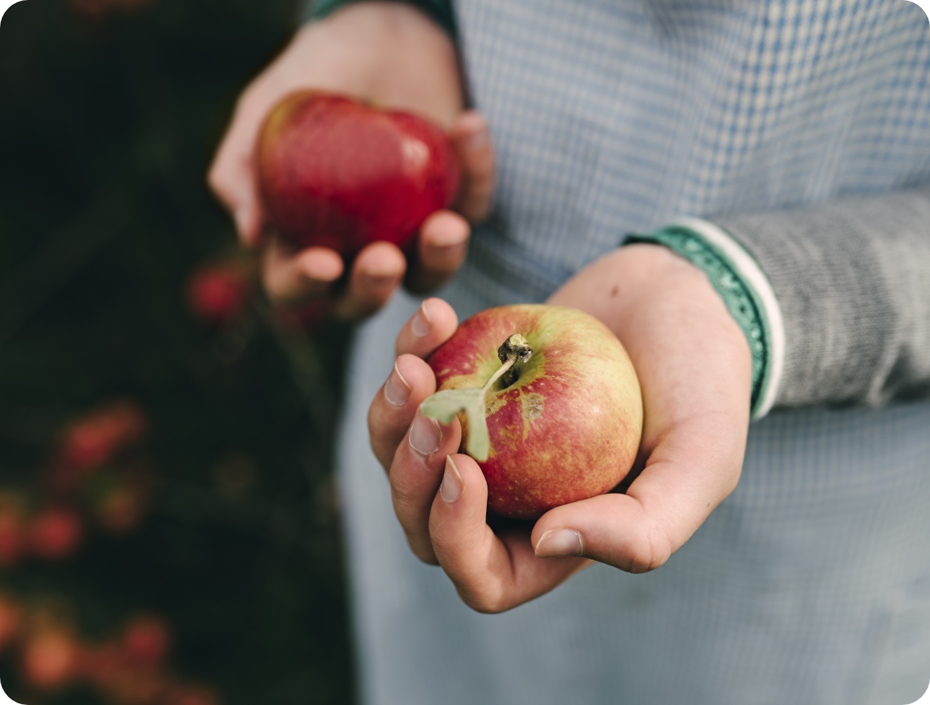 Person hält zwei frisch gepflückte Äpfel in den Hände.