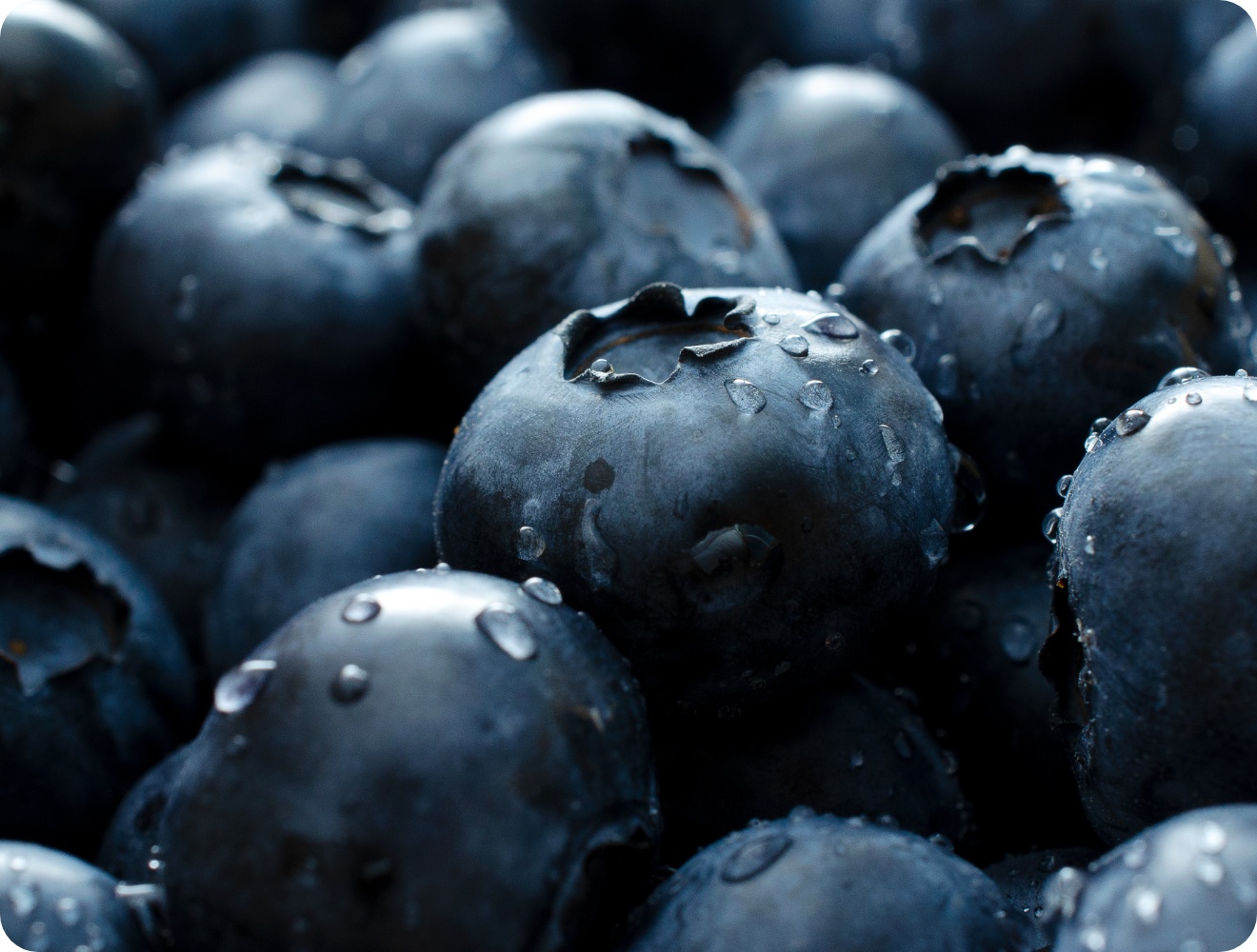 Frische Heidelbeeren.