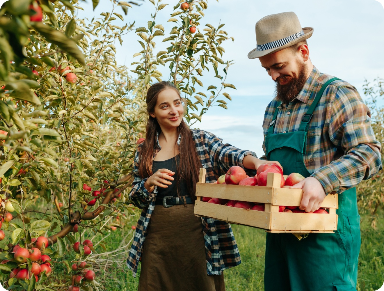 Mann und Frau ernten reife Äpfel von einem Baum und legen sie in eine Holzkiste.