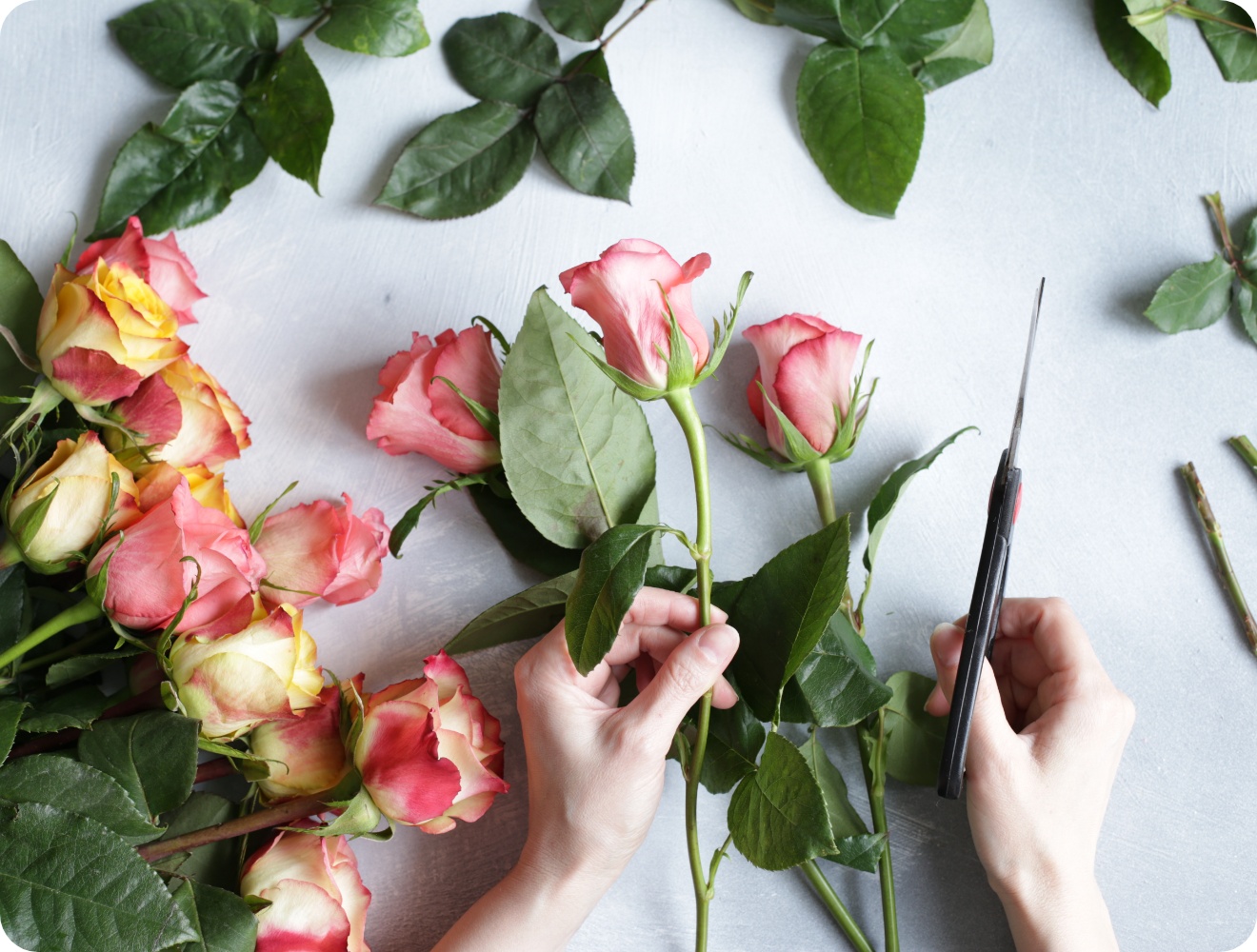 Person entfernt Rosenblätter von den einzelnen Stielen und schneidet sie zurecht.