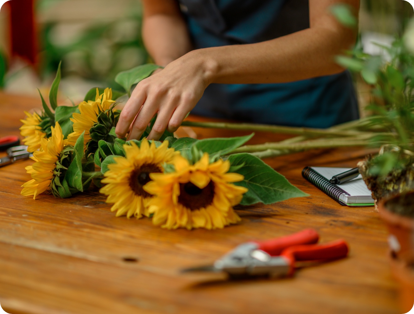 Person entfernt Blätter von Sonnenblumenstielen.